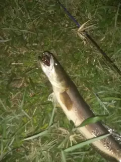 Snakehead channa marulius