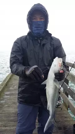 Wharf fishing for Kahawai  ( Cornwallis )