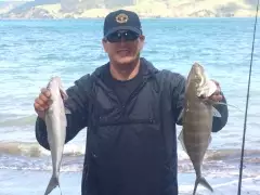 Trevally and Kahawai at Orpheus Bay, Huia
