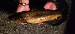 Finally got my FIRST brown trout this year - in lake Brunner, NZ