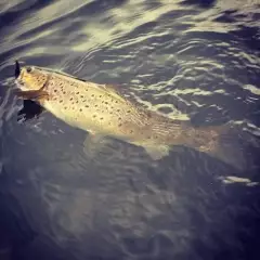 Nice brown trout caught from my paddle board