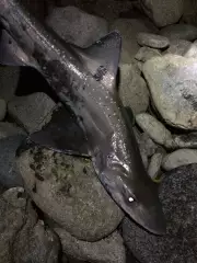 Back at the coast and caught a rig shark or spotted dogfish surfcasting