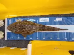 94cm Flathead