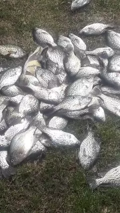 A Crappie day.