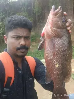 Kerala chempalli.. big mangrove jack