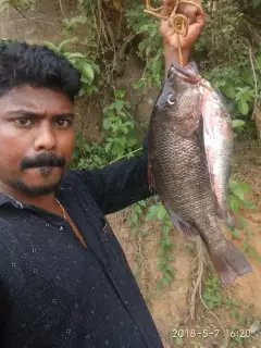 Mangrove jack(chempalli)