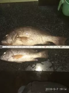 Mangrove jack(chempalli)
