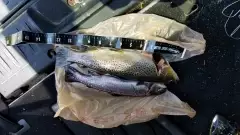 Brown and rainbow trout