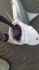 Same Shark but a view of this chompers