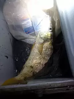 Tumbledora catch