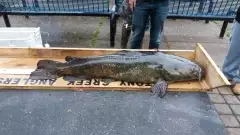 Stony Creek Anglers May cat fish Derby