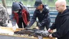"Top Cat" for May Stony Creek Anglers Catfish Derby