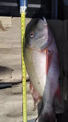 Sunday's Catch 13/05/18