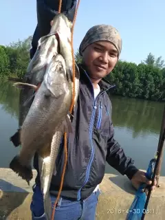 BARRAMUNDI