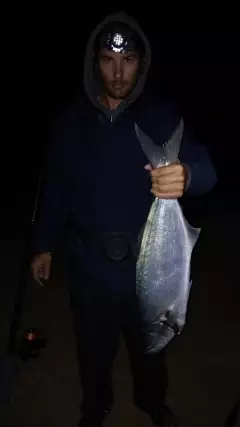 Blue shad
