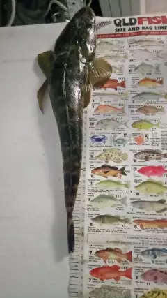 Queensland dusky Flathead