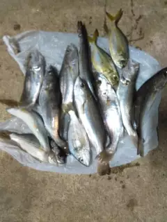 Nice catch