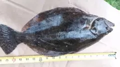 marathon surf casting ender