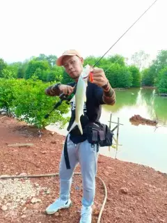 Lady fish in shallow creek