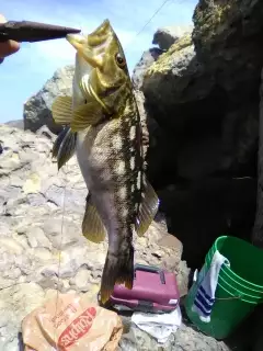 Calico bass