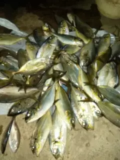 Evening catch