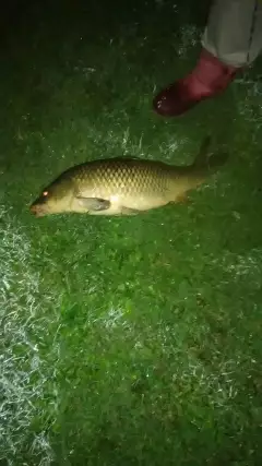 Biggest carp I've caught so far