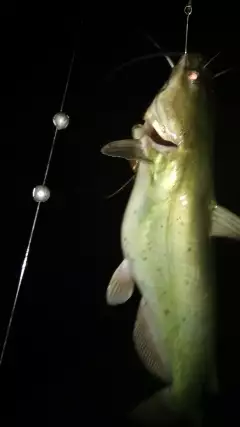 Channel Catfish