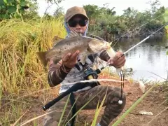 Shyness barramundi from natural billabong