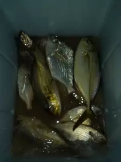 Rising tide catch today