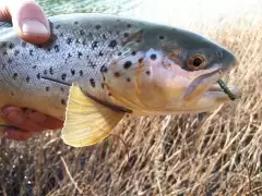 Brown trout