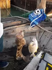 Al Khor Dock Fishing