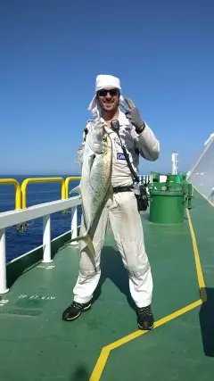 Gold Spotted Trevally, 6Kg