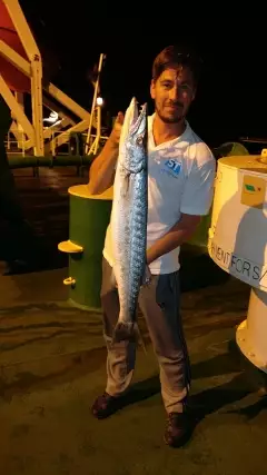 Great Barracuda, 6Kg