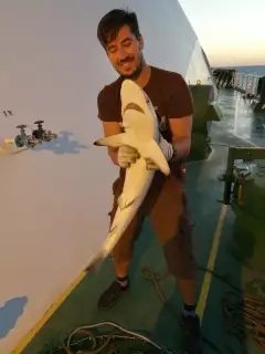 Black Tip Reef Shark, 6Kg