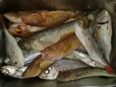 Mixed Catch