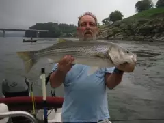 striped bass