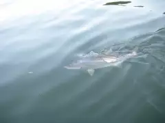 striper