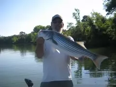 striped bass