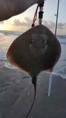 Ray