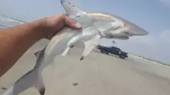 black tip
