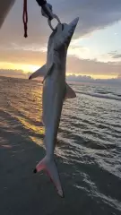 black tip