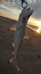 more sharks