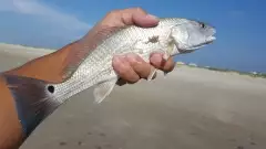 baby red