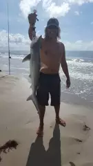 bigger shark