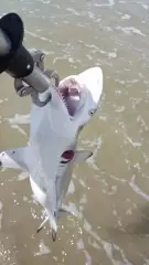shark
