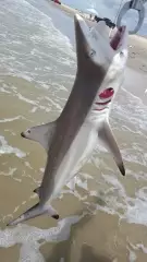 summer sharks