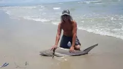 Shark