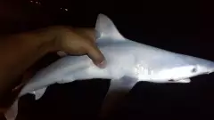 night shark