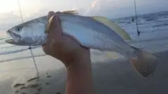 sand trout
