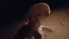 night shark